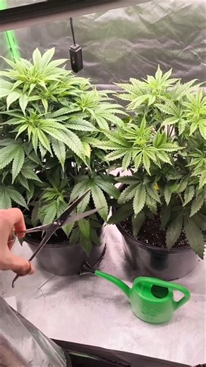 Short Update | Fastbuds PurpleHaze Spider Farmer Setup #shorts #plants #trending