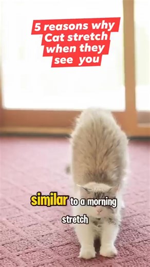 94K views · 2.7K reactions | reasons why cats stretch when they see you | All about cats | Facebook