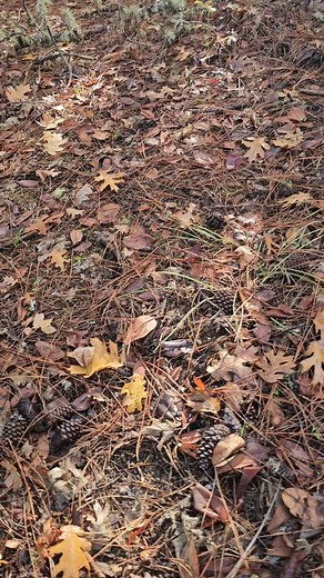 Four Directions Retreat on Reels