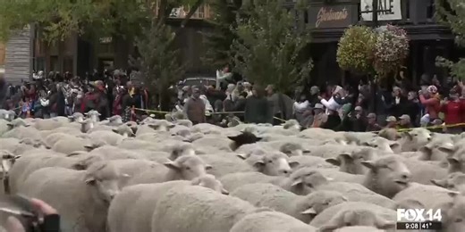 Sheep take over Main Street for Big Sheep Parade