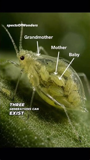 🤯 This Insect Is Born Already Pregnant! #shorts