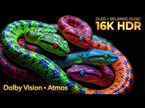 Fabulous Nature in 12K 🌄✨Ultra OLED Display 💎 | 240FPS Smooth Motion 🎥Ultra HDR & Dolby Vision 🌈🔥