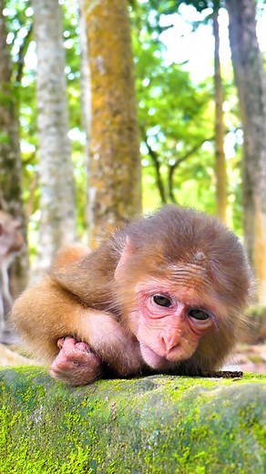 Oh My Poor Girl! Poor monkey Baila looks drowsy and sleeps deeply. | Monkey Magic