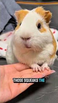 Why Guinea Pigs Squeak Every Time They See You 🐹#GuineaPig #GuineaPigs #GuineaPigFacts