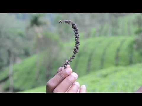 Where pepper comes from