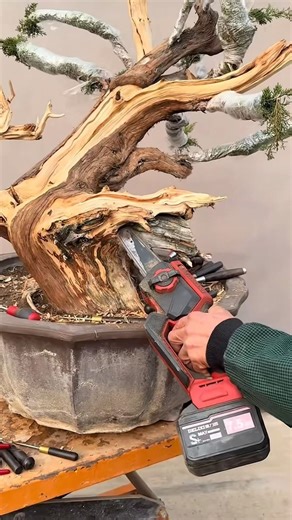 It took 5 people one day to create this masterpiece bonsai tree. #bonsai #분재 #moutainlife