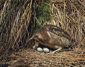 Australasian bittern - Alchetron, The Free Social Encyclopedia