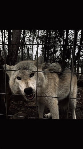 Captivating Wildlife Photography of Wolves