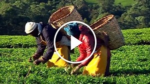 Kenya's tea industry in hot water