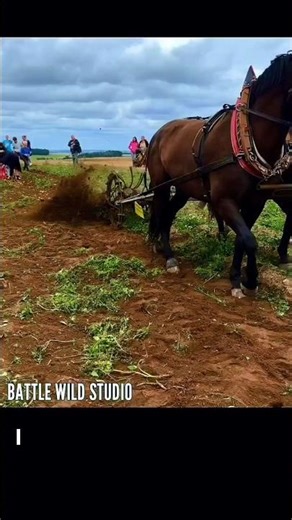 "Traditional Horse-Drawn Plow | Old Farming Methods in Action"