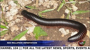 2.6K views · 17 comments | The Ministry of Agriculture is addressing a millipede infestation affecting communities in the south, linked to the recent excessive rainfall that has created ideal conditions for their proliferation. | MTV News GD | Facebook