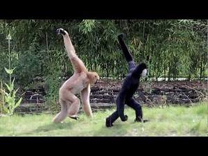 MONKEY | ASL - American Sign Language