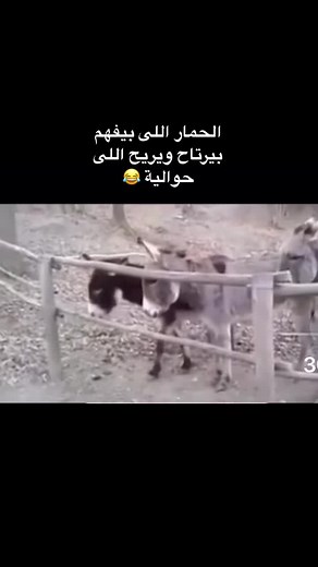 #memes #اكسبلور #تيكتوك #شير #funny #كوميدى #كوميديا_مضحكة #ضحك #ضحكة #tik #tiktok #explo #explore #فولو #تيك_توك #comedy #explor #حالات_واتس #حالات_واتس2021 #ضحكنى #ضحكنى_شكرا
