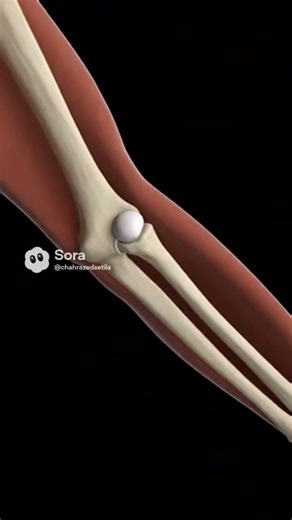 Elbow Joint in Motion: Flexion & Rotation Visualized #shortvideo