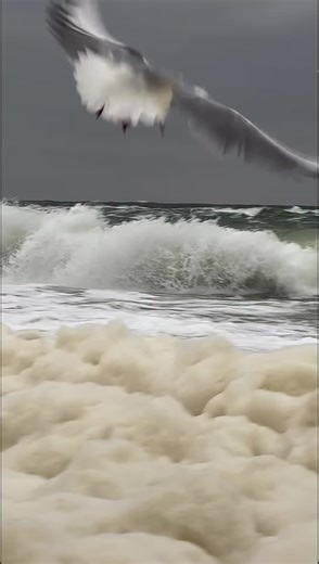 Javad (@javad9743)’s videos with Originalton - Javad