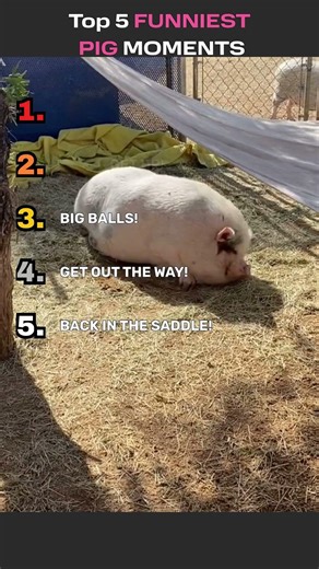Top 5 FUNNIEST PIG Moments!