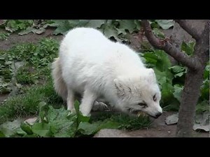 旭山動物園 ホッキョクギツネの鳴き声と夕方の食事姿 Arctic fox
