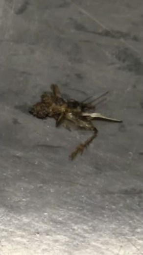 I stepped on a weird insect 😖