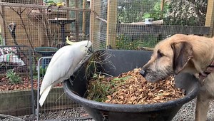 6.5K views · 781 reactions | One of the things that always amazes people when they visit Brightside is the way all the animals interact and just hang out together. ♥️ Rocky and Nessie. - not for adoption | Brightside Farm Sanctuary | Facebook