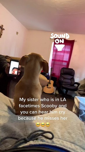 Scooby El Chihuahua (@scoobychihuahaa) - Chihuahua Crying for Mom | Heartwarming Video