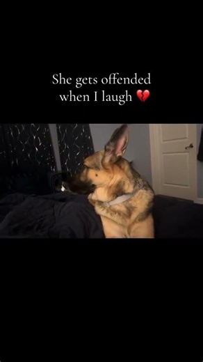 Mean German Shepherd gets mad when I laugh