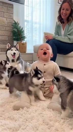 Baby & 6 Siberian Huskies Howling Together Will Melt Your Heart ❤️🐾