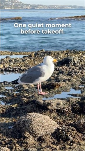 Laguna Beach Seagull Takes Flight