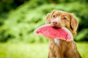Cachorro pode comer melancia? - PROPRIEDADES NUTRICIONAIS