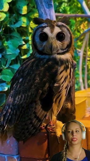 Listen to the call of the barred owl