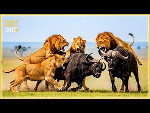 カメラに捉えられた史上最もクレイジーなライオンの攻撃 | 野生動物