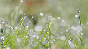 The morning light dances on dew-laden grass, highlighting the delicate balance of nature's elements and the simple beauty of the early day.