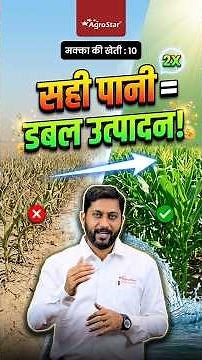 Optimal Time for Maize Irrigation | Maize Irrigation Timing | Critical Irrigation Stages | AgroStar