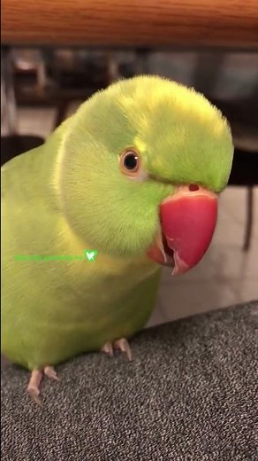 The Way Ricco Say’s “You Wanna Cuddle Cuddle” Gets Me Every Time #birds #talkingparrot #pets