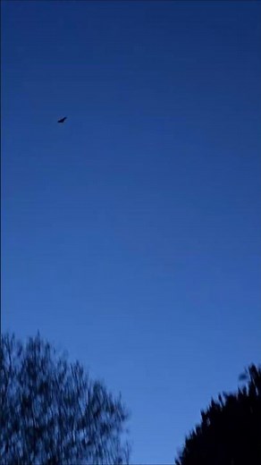 Bats flying over the night sky, Fire kicking up bugs