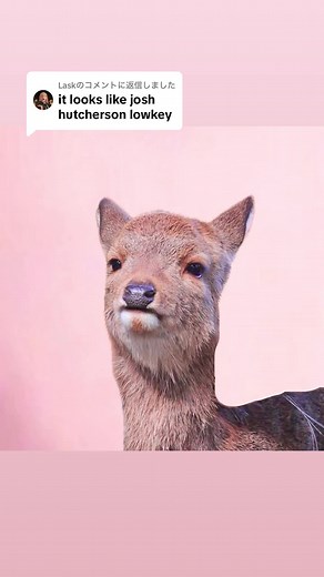TikTokで鹿達の日常【Nara deer channel】さんをチェック！