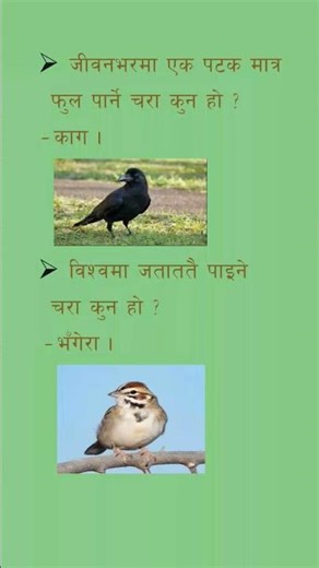 general knowledge #shorts #shortsfeed #shortvideo #generalknowledge #quiz #gk #nepaligk #amazing