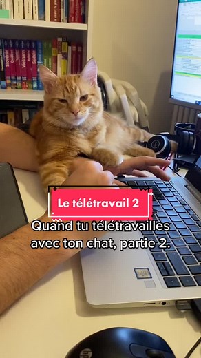 Télétravail avec un chat : Moments d'humour drôle