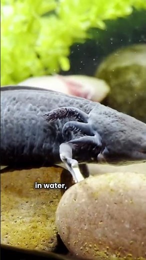 Facts you DID NOT know about AXOLOTLS! 🟣