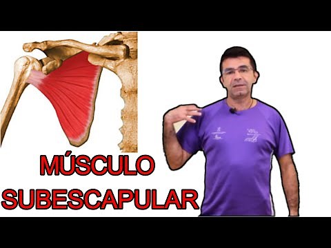Subscapularis muscle, assessment and correction.