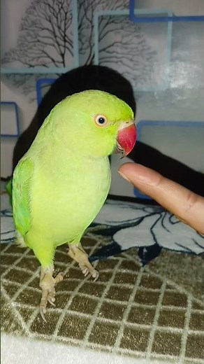 Angry parrot🦜bite finger😱 dangerous voice sound #parrot #parrotlover #talkingparot #voice #dangerous