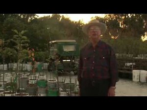 Growing Pear Trees : How to Harvest & Store Pears