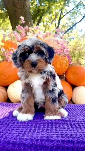 Namaste Bernedoodles on Instagram: "Everybody needs a Bernedoodle in their life💕 #DogsOfInstagram #DogsofTikTok #InstaPuppy #ViralPuppy #FamousDogs #PuppyVibes #PuppyOfTheDay #FluffyPuppyLove #PuppyCutenessOverload #DogsOfTheWorld #DoodleVibes #TrendingDoodle #ViralDoodle #DoodleCuties #FamousDoodle #DoodleWorldLove #DoodlePage #HappyDoodleVibes #DoodleFurBaby #PuppyDoodleStar"
