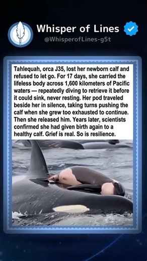 Orca Mother Carries Dead Calf 17 Days