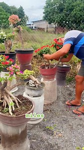 1.3K views · 1.2K reactions | miles bougainvillea general santos city we deliver bougies nationwide 0917771056 # beautiful bougainvillea flower garden | Miles Bougainvillea Gensan | Facebook