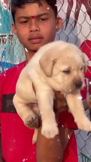 Heavy Bone Lab Puppies in Pune and all Maharashtra Delivery 📞93560 26342