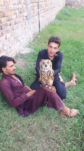 Owl Handling Techniques: Training and Interaction Tips