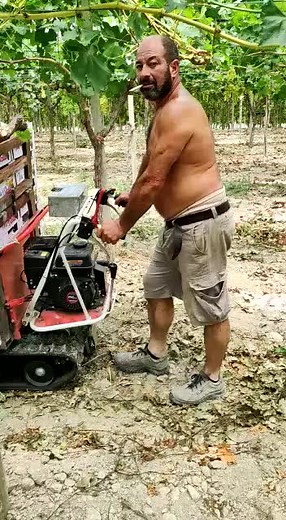 Grape Harvesting Techniques in a Vineyard