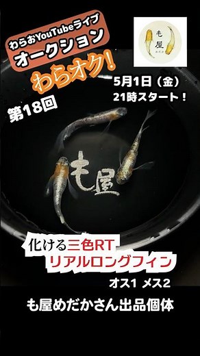 [Professional Commentary] How to Identify Good Medaka Live Auction [Episode 18] Waraoku! Introduc...