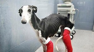 THE DAY I SAVED A DOG AND MET MY BEST FRIEND... ***SHARE!!!*** A galga, a Spanish greyhound, with two broken left legs, road kill for three days until someone realised she was breathing… this rescue took place 7 years ago, and marked a turning point in this organisation. Watch today’s video to see why…. Please donate. Help us continue saving lives! https://letsadoptinternational.com/en/donate/ SHARE!!! | Viktor Larkhill Extreme Rescue