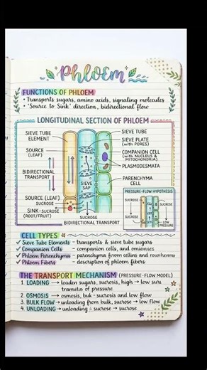 🌿 Phloem = Plant Food Highway